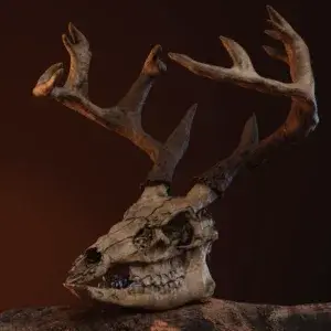 Deerskull